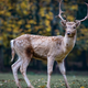 Prions are one of the scariest ways to die, but we might be safe from catching one particular prion disease found in deer, a new study says.